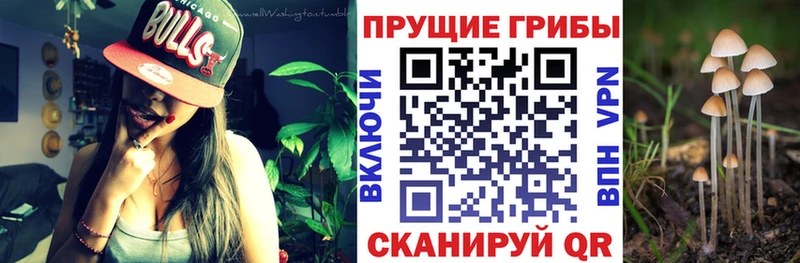 Псилоцибиновые грибы мицелий  гидра маркетплейс  Петровск  даркнет сайт 